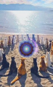 Pisicile cu mandala