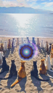 Pisicile cu mandala
